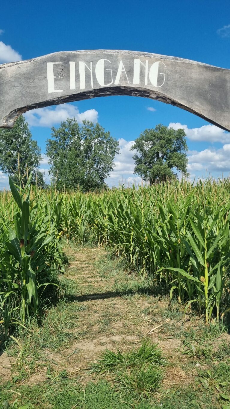 Unser Ausflug zum Maislabyrinth